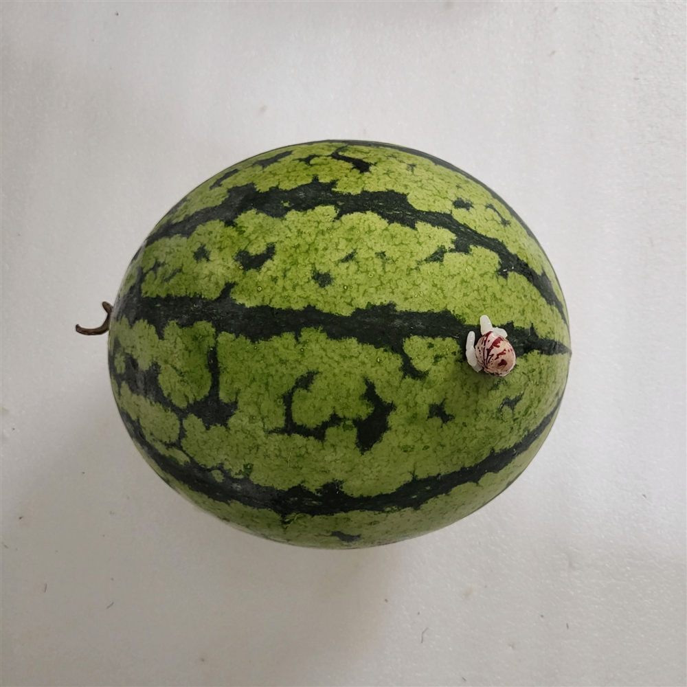 수박 위에 콩을 올린 작품